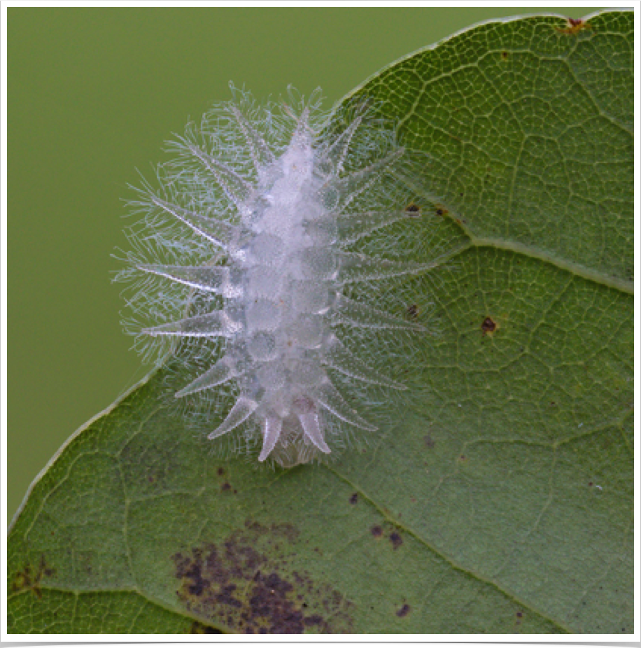 Isochaetes beutenmeulleri
Spun Glass Slug
Bibb County, Alabama